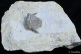 Rare Thaleops Ovata Trilobite - Wisconsin #2419-3
